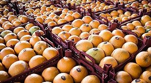 فروش اینترنتی شانه میوه پرتقال