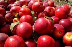 بازار تولید شانه میوه شلیل