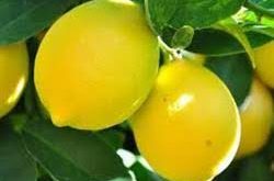 خرید عمده شانه میوه لیمو شیرین