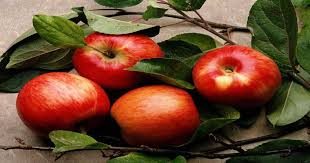فروش انواع شانه میوه سیب