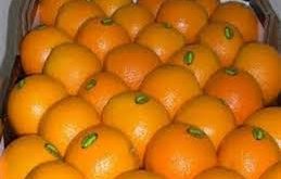 خرید پستی شانه میوه پرتقال