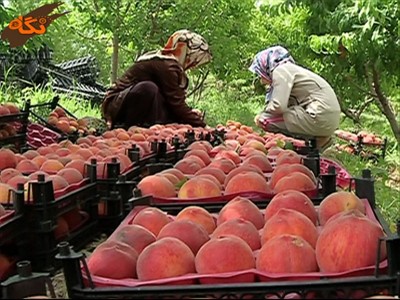 شانه میوه در اصفهان
