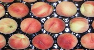 خرید و فروش شانه میوه هلو